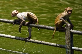 Macaques Cool Off The Summer Heat - India