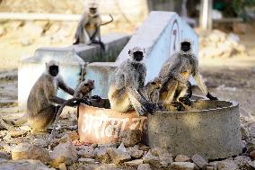 Indian Langur Monkeys Drinks Water