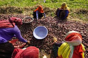 Indian Women Farmer Working In Onion Field