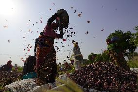 Indian Women Farmer Working In Onion Field