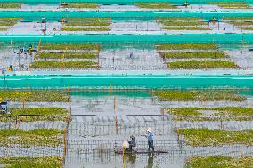 Modern Fishery Industrial Plantation in Yancheng