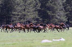 T?RKIYE-AFYONKARAHISAR-NATURE-HORSES