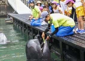 Whales get teeth brushed at event promoting oral health