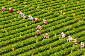 A Tea Plantation in Qingdao