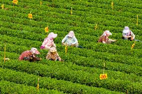 A Tea Plantation in Qingdao