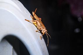 Insect India - Diaphanogryllacris Sp. Cricket