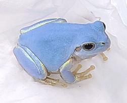 Turquoise-colored Japanese tree frog