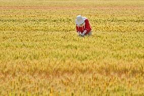 A Wheat Test Field in Yantai