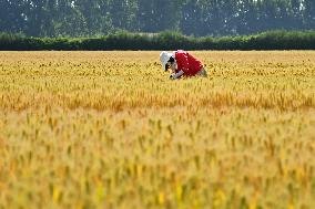 A Wheat Test Field in Yantai