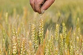 A Wheat Test Field in Yantai