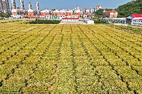 A Wheat Test Field in Yantai