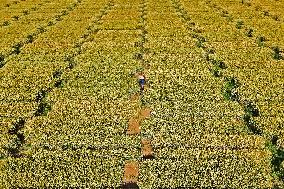 A Wheat Test Field in Yantai