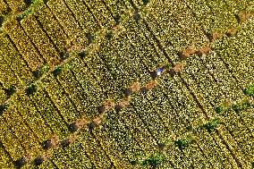 A Wheat Test Field in Yantai