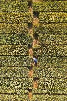 A Wheat Test Field in Yantai