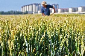 A Wheat Test Field in Yantai