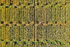 A Wheat Test Field in Yantai