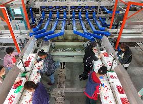 Cherries Supply in Yantai