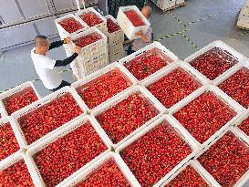 Cherries Supply in Yantai