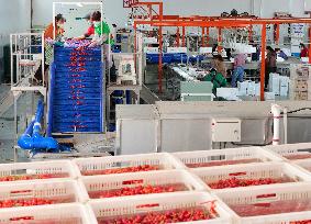 Cherries Supply in Yantai