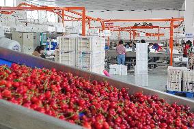 Cherries Supply in Yantai