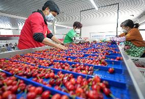Cherries Supply in Yantai