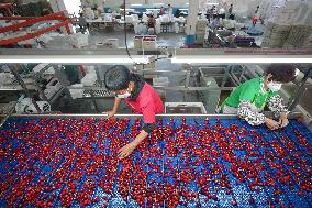 Cherries Supply in Yantai