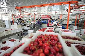 Cherries Supply in Yantai