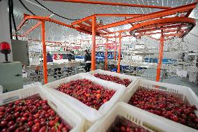 Cherries Supply in Yantai