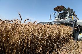 Launch Of The Wheat Harvesting And Threshing Campaign In Algeria