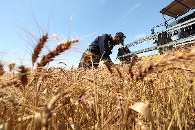 Launch Of The Wheat Harvesting And Threshing Campaign In Algeria