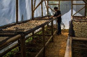 West Java Coffe Beans Cultivation In Mount Puntang