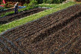 West Java Coffe Beans Cultivation In Mount Puntang