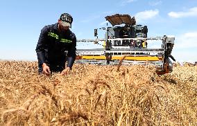 ALGERIA-BOUIRA-WHEAT-HARVEST