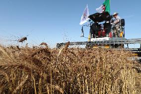ALGERIA-BOUIRA-WHEAT-HARVEST