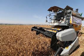 ALGERIA-BOUIRA-WHEAT-HARVEST