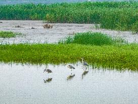 CHINA-HANGZHOU-TIDAL FLAT WETLAND (CN)