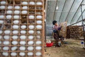 Cocoon Harvesting in Hai'an