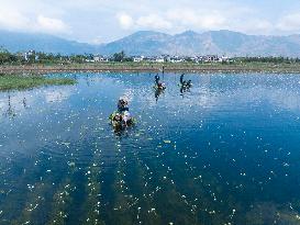 Villagers Harvesting Ottelia Acuminata Flowers - China
