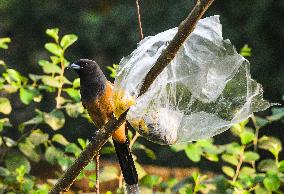 World Environment Day - Rufous Treepie - End Plastic Pollution