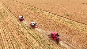 CHINA-SHANDONG-AGRICULTURE-SUMMER-HARVEST (CN)