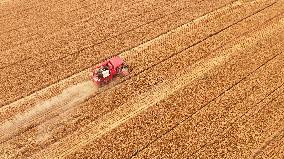 CHINA-SHANDONG-AGRICULTURE-SUMMER-HARVEST (CN)