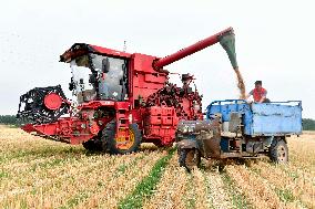 CHINA-SHANDONG-AGRICULTURE-SUMMER-HARVEST (CN)