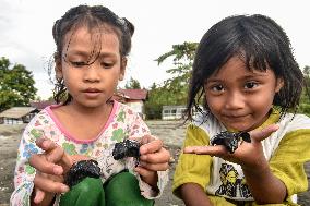 INDONESIA-CENTRAL SULAWESI-WORLD ENVIRONMENT DAY-BABY TURTLE-RELEASE