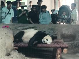 Visitors Look at Giant Pandas at the Beijing Zoo