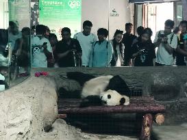 Visitors Look at Giant Pandas at the Beijing Zoo