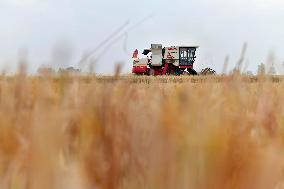 CHINA-SHANDONG-AGRICULTURE-SUMMER-HARVEST (CN)