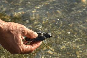 INDONESIA-CENTRAL SULAWESI-WORLD ENVIRONMENT DAY-BABY TURTLE-RELEASE
