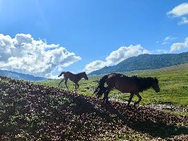 CHINA-XINJIANG-ALTAY-HABAHE-TOURISM (CN)