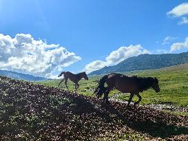 CHINA-XINJIANG-ALTAY-HABAHE-TOURISM (CN)