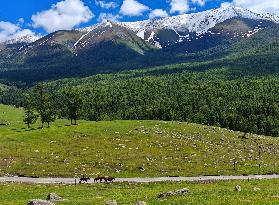 CHINA-XINJIANG-ALTAY-HABAHE-TOURISM (CN)